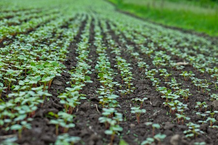 Field of sprout buckwheat on background of sky buckwheat fagopyrum esculentum japanese and silverhull buckwheat on the field close up nurseling buckwheat Stok Fotoğraf