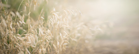 Summer background with spikelets of wild herbs