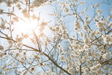 sfondo di primavera, cielo, sole e fiori Archivio Fotografico