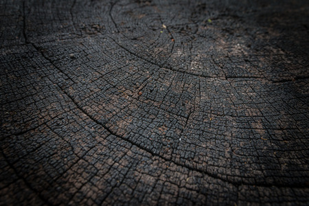 Closeup of crack and weathered tree rings background