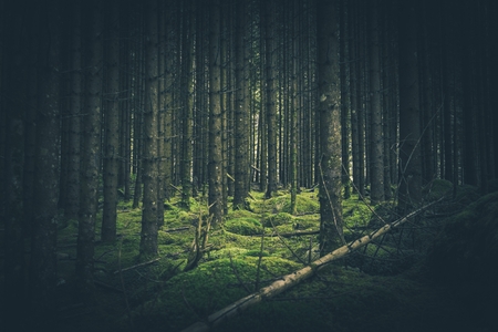 Mossy forest place in the deep mossy spruce forest