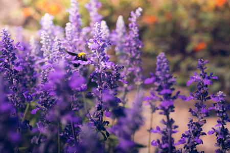 Carpenter bee are flying to beautiful flowers in nature Stock Photo