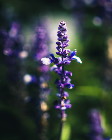 A vertical shot of skullcap flowers Stock Photo