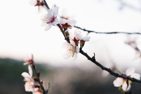 A closeup shot of cherry blossoms on the tree branches