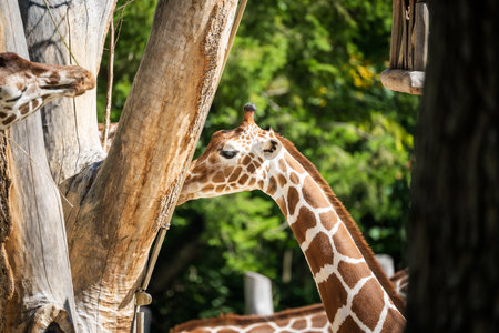 Un primer plano de jirafas en un parque salvaje