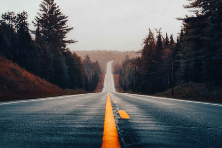 An endless road surrounded by a forest