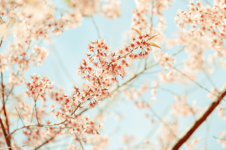 Wilde Himalajakirschfrühlingsblüte