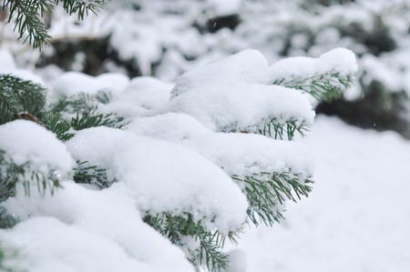 Branches of christmas tree with snow outdoor Фото со стока