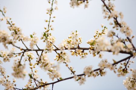 Primavera de ramas con hermosas flores de cerezos