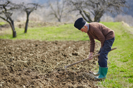 Senior man covering the potatoes with ground sowing potatoes activity