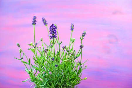 Lavender flowers on a beautiful background