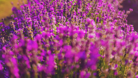 Blooming lavender in the garden selective focus nature