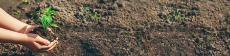 A child with seedlings in his hands in the garden selective focus Stok Fotoğraf