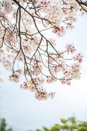 Sakura di fiori di ciliegio straordinariamente belli in Asia. Immagine di primavera. Archivio Fotografico