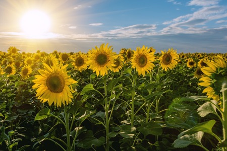 Paisaje de verano: belleza puesta de sol sobre campo de girasoles.