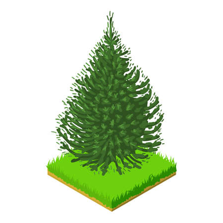 Balsam fir icon isometric style