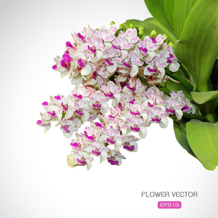 白い背景の上の蘭の花のベクトル画像 写真素材