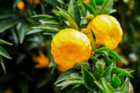 Delicious oranges in autumn orchard