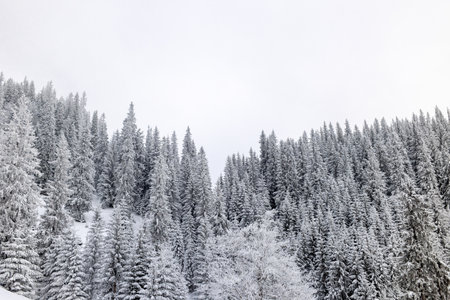 Snow covered winter mountains coniferous trees covered with snow mountain landscape in winter spruce in the snow setting sun sunset in the mountains fir tree in the snow during sunset