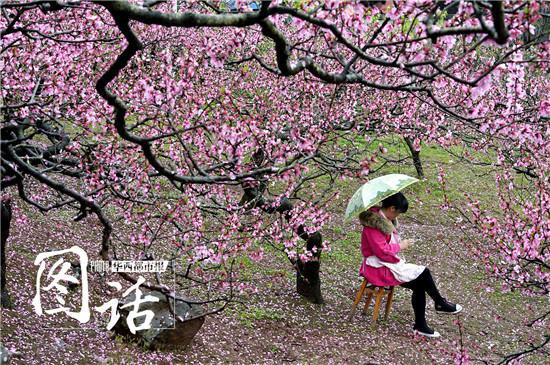 降雨冲淡龙泉山桃花生意 每天损失两三万