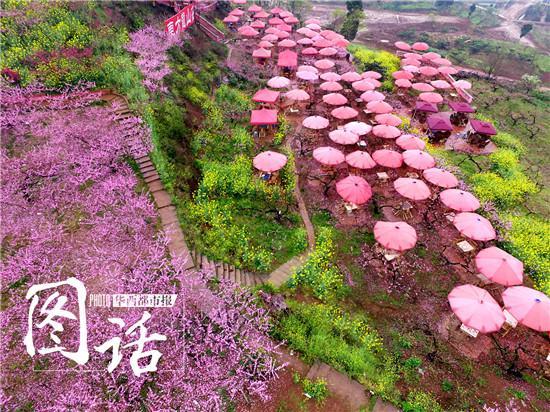 降雨冲淡龙泉山桃花生意 每天损失两三万