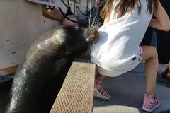 Terrifying Video Shows Sea Lion Dragging Young Girl Into Water