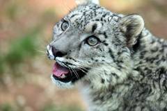 In pics: snow leopard cub seen in wildlife zoo in NW China