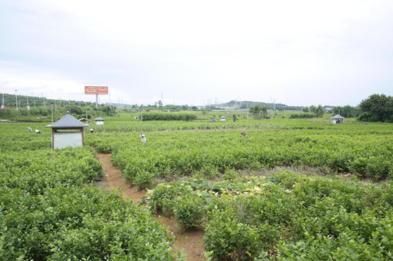 走进广西横县：茉莉飘香 香飘中外(组图)