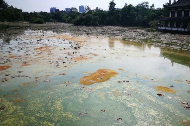 宜宾千年天池荷花遭难 管理处治水保花双难