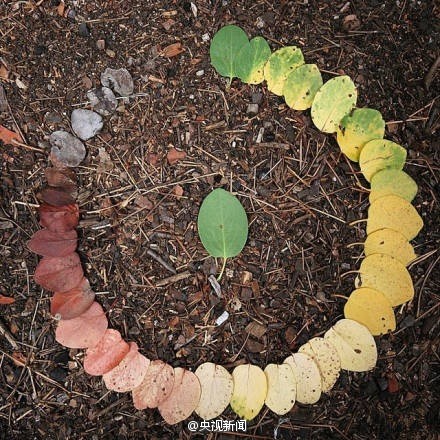 Circle of leaf