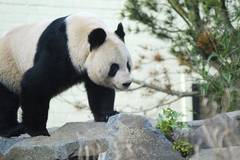 Giant panda in Britain could give birth in September