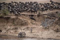 In pics: animals at Maasai Mara National Reserve in Kenya