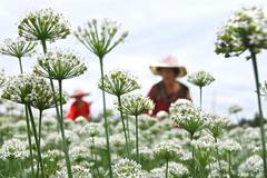 Garlic chives flowers bloom in China's Shandong