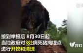 Hundreds of tons of dead pigs unearthed in Zhejiang raising concerns about pollution