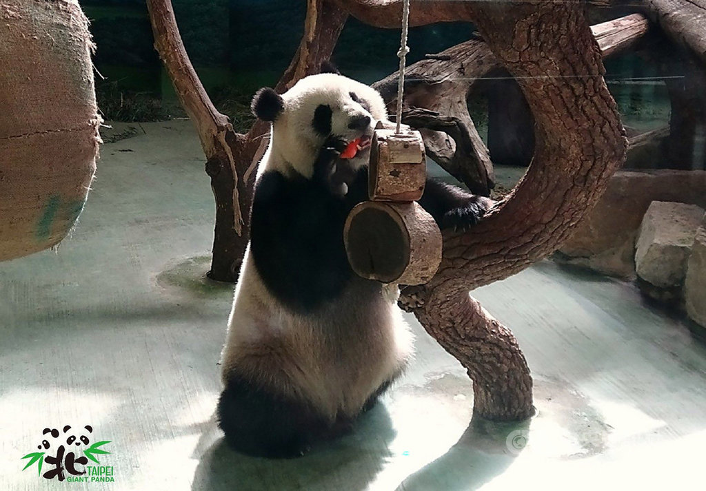 台北市立動物園10天休園期即將告終，29日重新對外開放，園內動物們也將再度迎賓。圖為大貓熊圓仔。（台北市立動物園提供）中央社記者陳怡璇傳真　108年6月28日