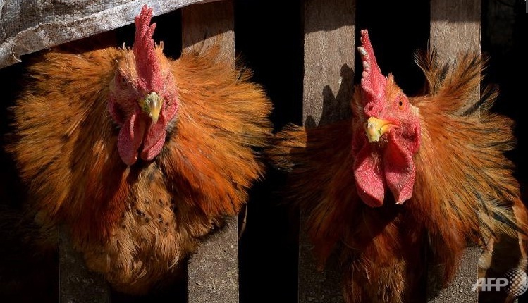 China bird flu deaths reach 72 this year