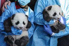 Berlin's twin panda newborns get names