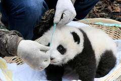 Panda mother returns to center after mating in wild