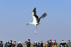 120 cured migrant birds released into wild in Jiangxi