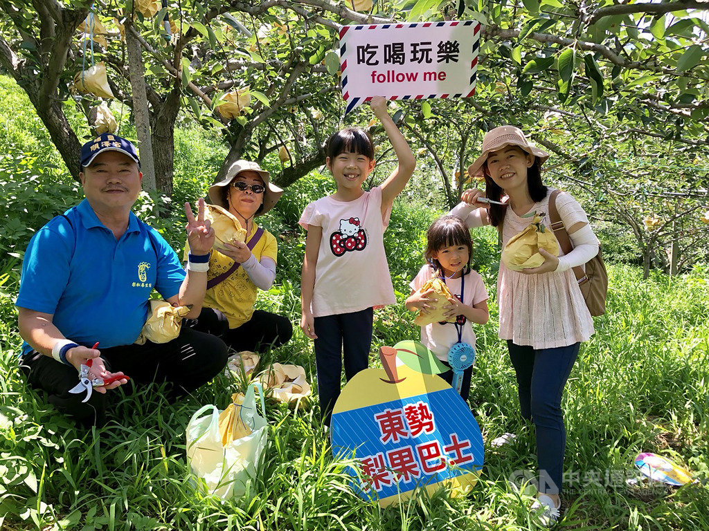 水土保持局台中分局串聯台中山城一帶的東勢等區農會，規劃「浪漫台山線農村防疫安心旅遊」系列活動，27日由東勢區農會率先開跑，與市區多家旅宿業者合作，推出梨產業體驗小旅行，大小朋友親手摘梨樂開懷。（東勢區農會提供）中央社記者郝雪卿傳真　109年6月27日