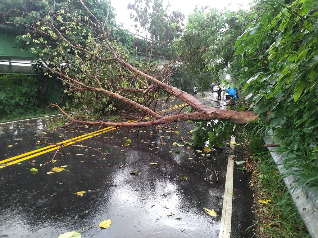 台中市消防局2日下午獲報，在南屯區筏子東街一段路旁有路樹突然倒塌，一名機車騎士疑遭壓傷，消防人員到場後發現一名女性機車騎士倒臥路樹旁約5公尺處，失去生命跡象，緊急送醫搶救。（台中市消防局提供）中央社記者蘇木春傳真　109年7月2日