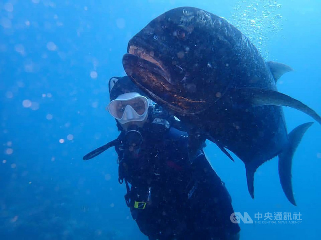 歌手「錦繡二重唱」成員之一錦雯最近在綠島玩了1個月，她潛水、打工換宿樂不思蜀，還結交可愛大朋友牛港鰺。（綠島潛水業者提供）中央社記者李先鳳傳真　109年8月2日