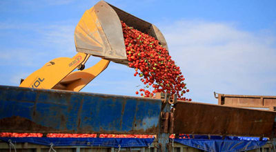 Wakulima wa nyanya Xinjiang walaani uzushi wa nchi za Magharibi wa ‘kulazimisha kufanya kazi’ 