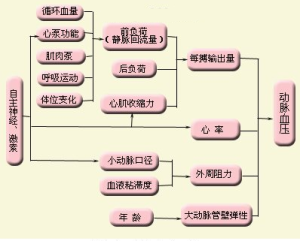 動脈血壓的影響因素 圖解