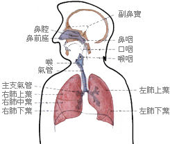 流行性感冒