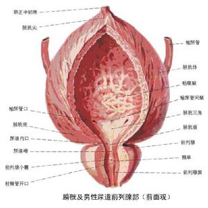 攝護腺