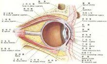 眼部結構
