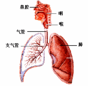 肺炎