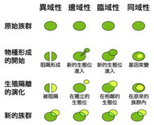 四種物種形成過程的比較圖