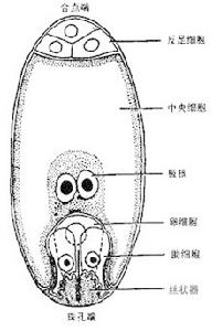 被子植物門